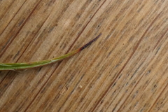 Luzula traversii traversii