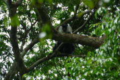 Colobus angolensis
