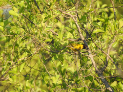 Ploceus cucullatus nigriceps