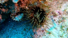 Cerianthus membranaceus