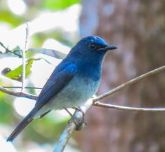 Cyornis hainanus