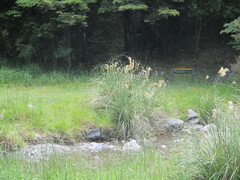 Austroderia richardii