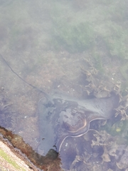 Myliobatis tenuicaudatus