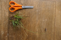 Luzula traversii traversii