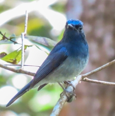 Cyornis hainanus
