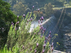Lavandula