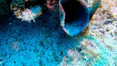 Cerianthus membranaceus