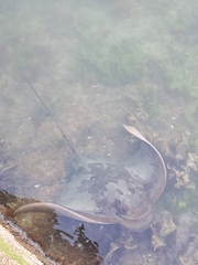 Myliobatis tenuicaudatus