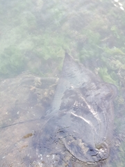 Myliobatis tenuicaudatus