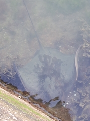Myliobatis tenuicaudatus