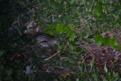 Atherurus africanus