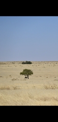Camelus dromedarius
