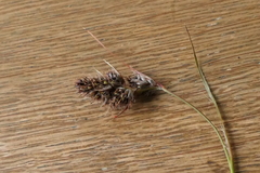 Luzula traversii traversii