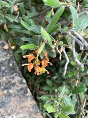 Grevillea floribunda