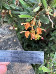 Grevillea floribunda