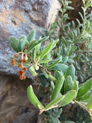 Grevillea floribunda