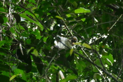 Cercopithecus ascanius whitesidei
