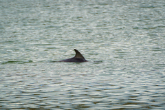 Delphinidae