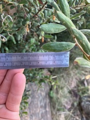 Grevillea floribunda