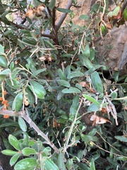 Grevillea floribunda