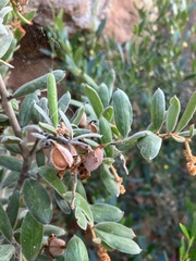 Grevillea floribunda