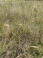 Microtis unifolia