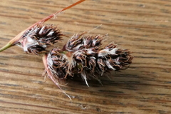 Luzula traversii traversii