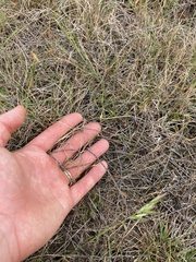 Muehlenbeckia ephedroides