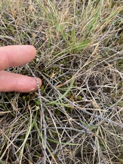 Muehlenbeckia ephedroides