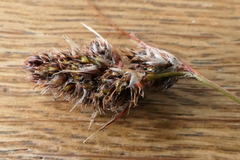 Luzula traversii traversii