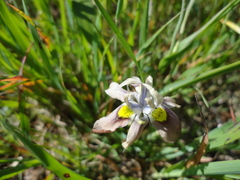 Moraea vegeta