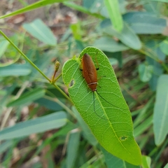 Ellipsidion humerale