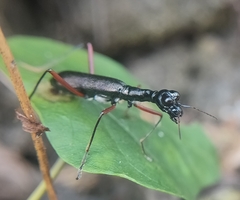 Neocollyris