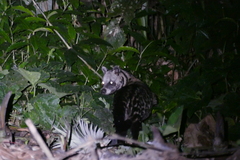 Civettictis civetta