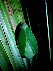 Cystosoma saundersii