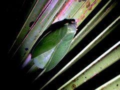 Cystosoma saundersii