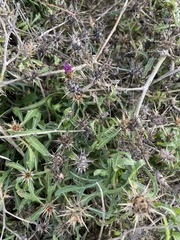 Centaurea calcitrapa