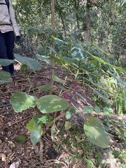 Dendrocnide moroides