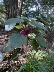 Dendrocnide moroides