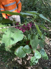 Dendrocnide moroides