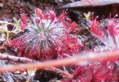 Drosera neocaledonica