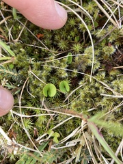 Dichondra repens
