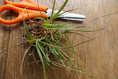 Luzula traversii traversii