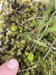 Dichondra repens