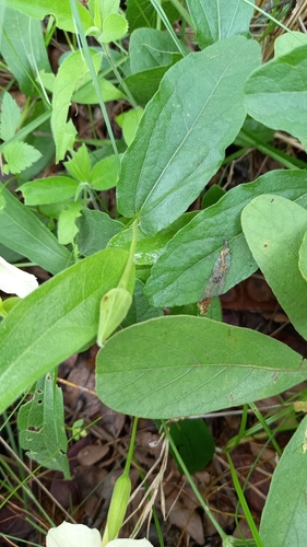 Thunbergia huillensis image