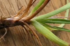 Luzula traversii traversii