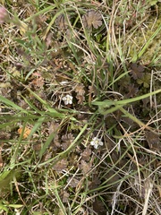Geranium brevicaule