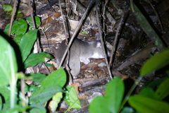 Cricetomys emini
