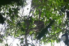 Cercopithecus ascanius whitesidei