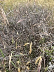 Muehlenbeckia ephedroides